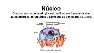 Núcleo
O núcleo atua na reprodução celular.Também é portador das
características hereditárias e coordena as atividades celulares.
 