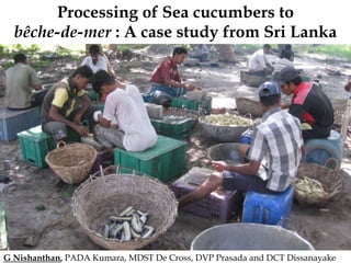 Processing of Sea cucumbers to
bêche-de-mer : A case study from Sri Lanka
G Nishanthan, PADA Kumara, MDST De Cross, DVP Prasada and DCT Dissanayake
 