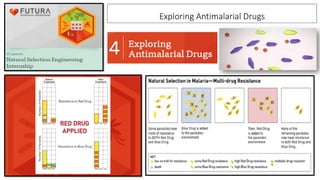 Exploring Antimalarial Drugs
 