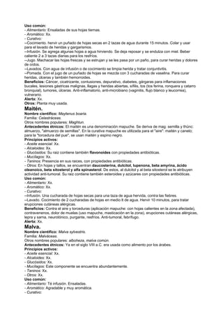 Uso común:
- Alimentario: Ensaladas de sus hojas tiernas.
- Aromático: Xx.
- Curativo:
--Cocimiento. hervir un puñado de hojas secas en 2 tazas de agua durante 15 minutos. Colar y usar
para el lavado de heridas y gargarismos.
--Infusión. Se agrega algunas hojas a agua hirviendo. Se deja reposar y se endulza con miel. Beber
caliente 2 a 3 tazas diarias para los resfríos.
--Jugo. Machacar las hojas frescas y se estrujan y se les pasa por un paño, para curar heridas y dolores
de oídos.
--Lavados. Con agua de infusión o de cocimiento se limpia herida y tratar conjuntivitis.
--Pomada. Con el jugo de un puñado de hojas se mezcla con 3 cucharadas de vaselina. Para curar
heridas, úlceras y también hemorroides.
Beneficios: Cáncer, cicatrizante, contusiones, depurativo, diabetes, gárgaras para inflamaciones
bucales, lesiones gástricas malignas, llagas y heridas abiertas, sífilis, tos (tos ferina, ronquera y catarro
bronquial), tumores, úlceras. Anti-inflamatorio, anti-microbiano (vaginitis, flujo blanco y leucorrea),
vulnerario.
Alerta: Xx.
Otros: Planta muy usada.
Maitén.
Nombre científico: Maytenus boaria.
Familia: Celastráceas.
Otros nombres populares: Maghtun.
Antecedentes étnicos: El maitén es una denominación mapuche. Se deriva de mag: semilla y thünc:
almuerzo, "almuerzo de semillas". En la curativa mapuche es utilizada para el "aire": maitén y canelo;
para la "torcedura del pue", se usan maitén y espino negro.
Principios activos:
- Aceite esencial: Xx.
- Alcaloides: Xx.
- Glucósidos: Su raiz contiene también flavonoides con propiedades antibióticas.
- Mucílagos: Xx.
- Taninos: Presencia en sus raices, con propiedades antibióticas.
- Otros: En hojas y tallos, se encuentran daucosterina, dulcitol, lupenona, beta amyrina, ácido
oleanoico, beta sitosterol y alfa spinasterol. De estos, al dulcitol y al beta sitosterol se le atribuyen
actividad anti-tumoral. Su raiz contiene también esteroides y azúcares con propiedades antibióticas.
Uso común:
- Alimentario: Xx.
- Aromático: Xx.
- Curativo:
--Infusión. Una cucharada de hojas secas para una taza de agua hervida, contra las fiebres.
--Lavado. Cocimiento de 2 cucharadas de hojas en medio lt de agua. Hervir 10 minutos, para tratar
erupciones cutáneas alérgicas.
Beneficios: Contra el aire y torceduras (aplicación mapuche: con hojas calientes en la zona afectada),
contravenenos, dolor de muelas (uso mapuche, masticación en la zona), erupciones cutáneas alérgicas,
lepra y sarna, neurotónico, purgante, resfríos. Anti-tumoral, febrífugo.
Alerta: Xx.
Malva.
Nombre científico: Malva sylvestris.
Familia: Malváceas.
Otros nombres populares: alboheza, malva común.
Antecedentes étnicos: Ya en el siglo VIII a.C. era usada como alimento por los árabes.
Principios activos:
- Aceite esencial: Xx.
- Alcaloides: Xx.
- Glucósidos: Xx.
- Mucílagos: Este componente se encuentra abundantemente.
- Taninos: Xx.
- Otros: Xx.
Uso común:
- Alimentario: Té infusión. Ensaladas.
- Aromático: Agradable y muy aromática.
- Curativo:
 