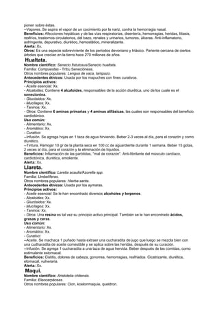 ponen sobre éstas.
--Vapores. Se aspira el vapor de un cocimiento por la nariz, contra la hemorragia nasal.
Beneficios: Afecciones hepáticas y de las vías respiratorias, disentería, hemorragias, heridas, litiasis,
resfríos, trastornos circulatorios, del bazo, renales y urinarios, tumores, úlceras. Anti-inflamatorio,
astringente, depurativo, diurético, hemostático, mineralizante.
Alerta: Xx.
Otros: Es una especie sobreviviente de los períodos devoniano y triásico. Pariente cercana de ciertos
árboles que crecían en la tierra hace 270 millones de años.
Hualtata.
Nombre científico: Senecio fistulosus/Senecio hualtata.
Familia: Compuestas - Tribu Senecióneas.
Otros nombres populares: Lengua de vaca, lampazo.
Antecedentes étnicos: Usada por los mapuches con fines curativos.
Principios activos:
- Aceite esencial: Xx.
- Alcaloides: Contiene 4 alcaloides, responsables de la acción diurética, uno de los cuale es el
senecionina.
- Glucósidos: Xx.
- Mucílagos: Xx.
- Taninos: Xx.
- Otros: Contiene 6 aminas primarias y 4 aminas alifásicas, las cuales son responsables del beneficio
cardiotónico.
Uso común:
- Alimentario: Xx.
- Aromático: Xx.
- Curativo:
--Infusión. Se agrega hojas en 1 taza de agua hirviendo. Beber 2-3 veces al día, para el corazón y como
diurético.
--Tintura. Remojar 10 gr de la planta seca en 100 cc de aguardiente durante 1 semana. Beber 15 gotas,
2 veces al día, para el corazón y la eliminación de líquidos.
Beneficios: Inflamación de las parótidas, "mal de corazón". Anti-fibrilante del músculo cardíaco,
cardiotónica, diurética, emoliente.
Alerta: Xx.
Llareta.
Nombre científico: Laretia acaulis/Azorella spp.
Familia: Umbelíferas.
Otros nombres populares: Hierba santa.
Antecedentes étnicos: Usada por los aymaras.
Principios activos:
- Aceite esencial: Se le han encontrado diversos alcoholes y terpenos.
- Alcaloides: Xx.
- Glucósidos: Xx.
- Mucílagos: Xx.
- Taninos: Xx.
- Otros: Una resina es tal vez su principio activo principal. También se le han encontrado ácidos,
grasas y ceras.
Uso común:
- Alimentario: Xx.
- Aromático: Xx.
- Curativo:
--Aceite. Se machaca 1 puñado hasta extraer una cucharadita de jugo que luego se mezcla bien con
una cudharadita de aceite comestible y se aplica sobre las heridas, después de su curación.
--Infusión. Se agrega 1 cucharadita a una taza de agua hervida. Beber después de las comidas, como
estimulante estomacal.
Beneficios: Cistitis, dolores de cabeza, gonorrea, hemorragias, resfriados. Cicatrizante, diurética,
etomacal, vulneraria.
Alerta: Xx.
Maqui.
Nombre científico: Aristotelia chilensis.
Familia: Eleocarpáceas.
Otros nombres populares: Clon, koelonmaquie, queldron.
 