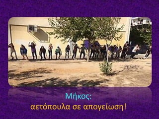 Μήκος:
αετόπουλα σε απογείωση!
 