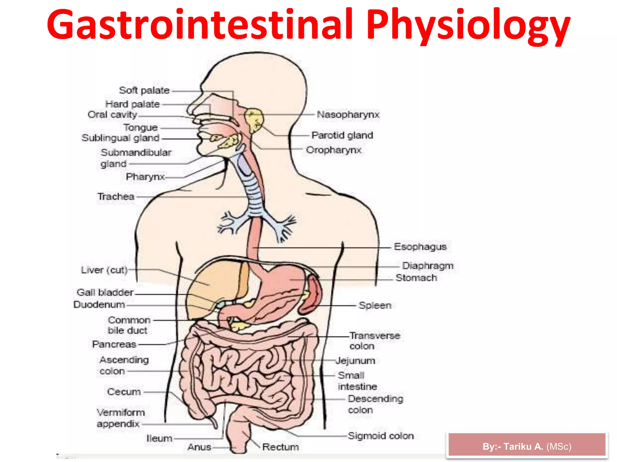 Gastrointestinal Physiology
By:- Tariku A. (MSc)
 