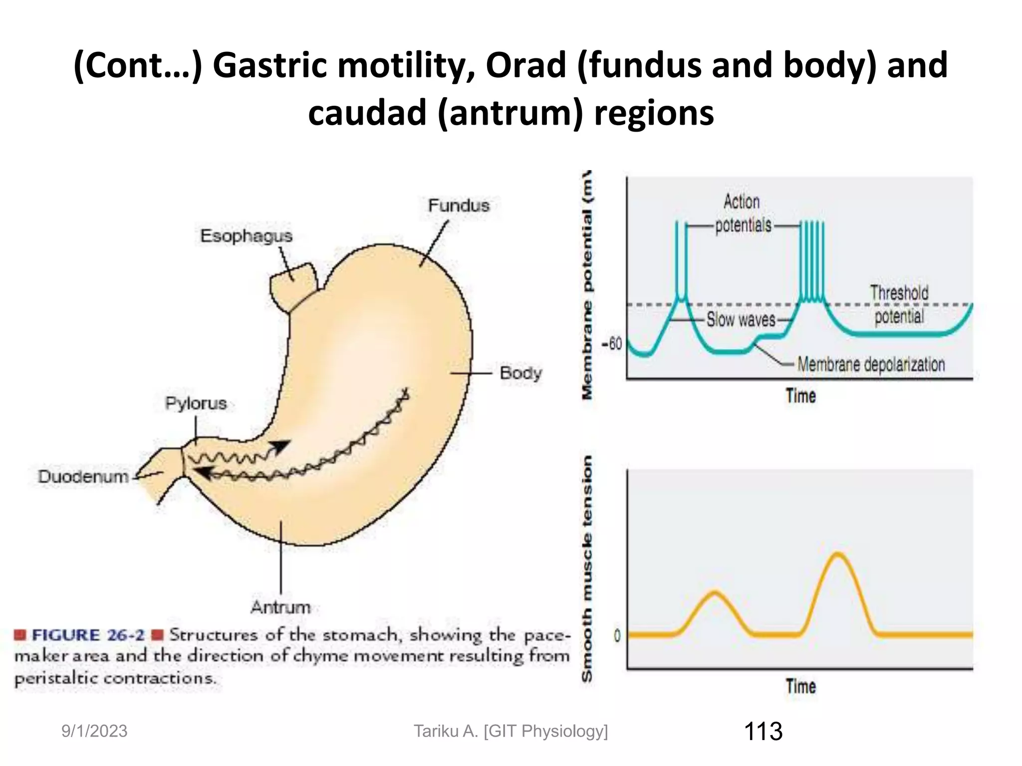 9/1/2023
(Cont…) Gastric motility, Orad (fundus and body) and
caudad (antrum) regions
113
Tariku A. [GIT Physiology]
 