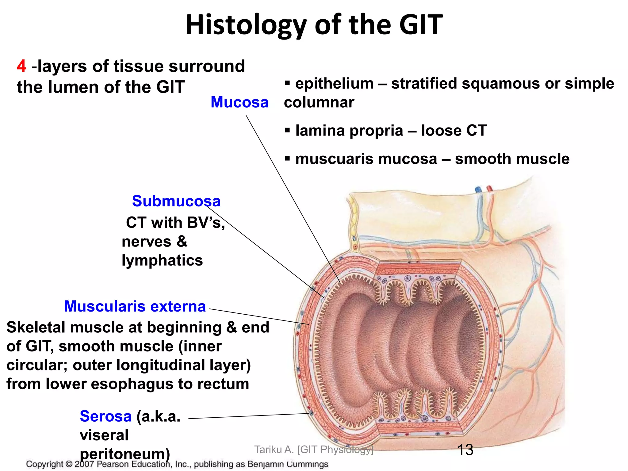 9/1/2023
Histology of the GIT
 epithelium – stratified squamous or simple
columnar
 lamina propria – loose CT
 muscuaris mucosa – smooth muscle
Mucosa
Submucosa
CT with BV’s,
nerves &
lymphatics
Muscularis externa
Skeletal muscle at beginning & end
of GIT, smooth muscle (inner
circular; outer longitudinal layer)
from lower esophagus to rectum
Serosa (a.k.a.
viseral
peritoneum)
4 -layers of tissue surround
the lumen of the GIT
13
Tariku A. [GIT Physiology]
 