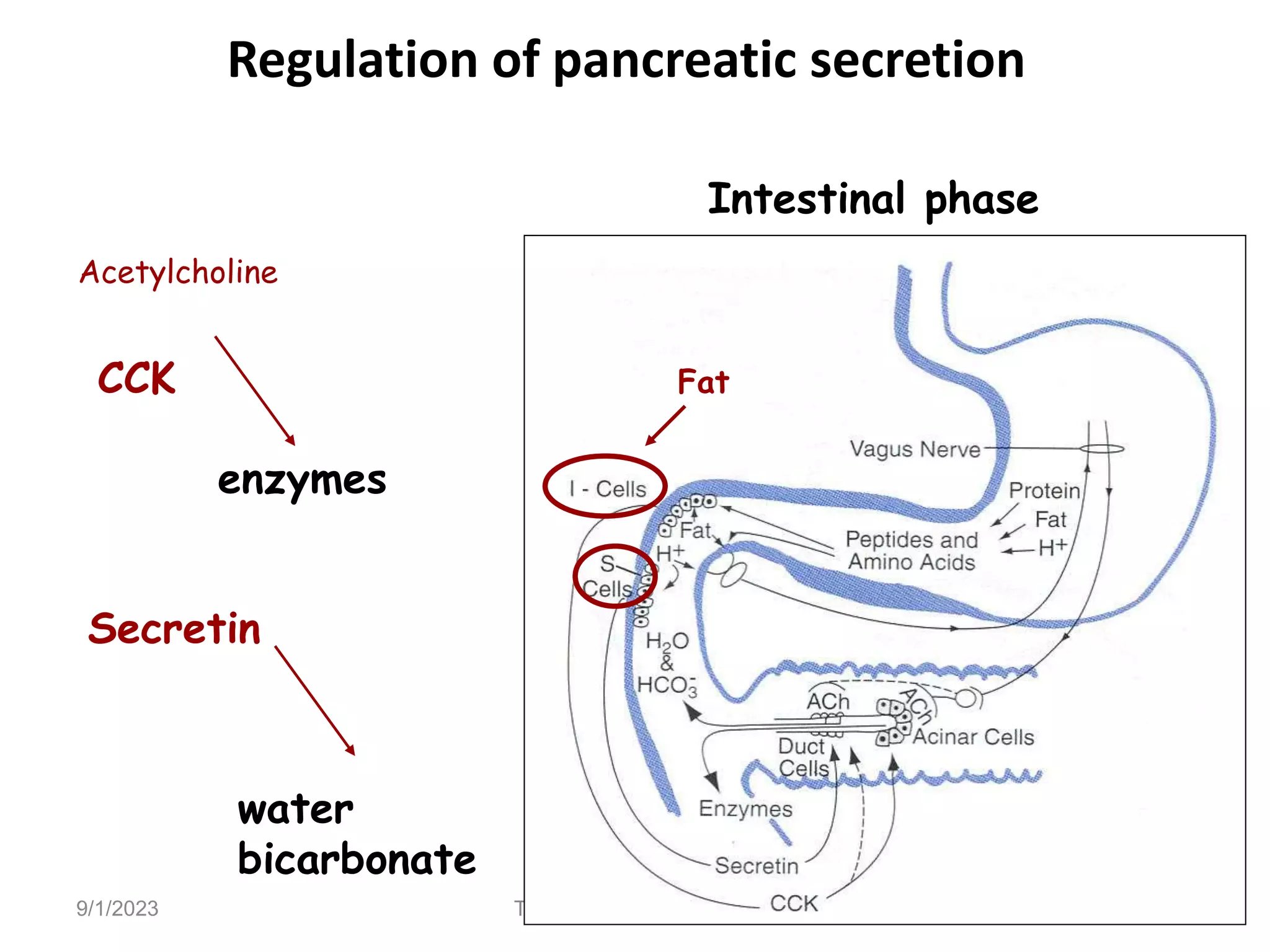 9/1/2023 Tariku A. [GIT Physiology]
Fat
Intestinal phase
Acetylcholine
CCK
enzymes
Secretin
water
bicarbonate
Regulation of pancreatic secretion
 