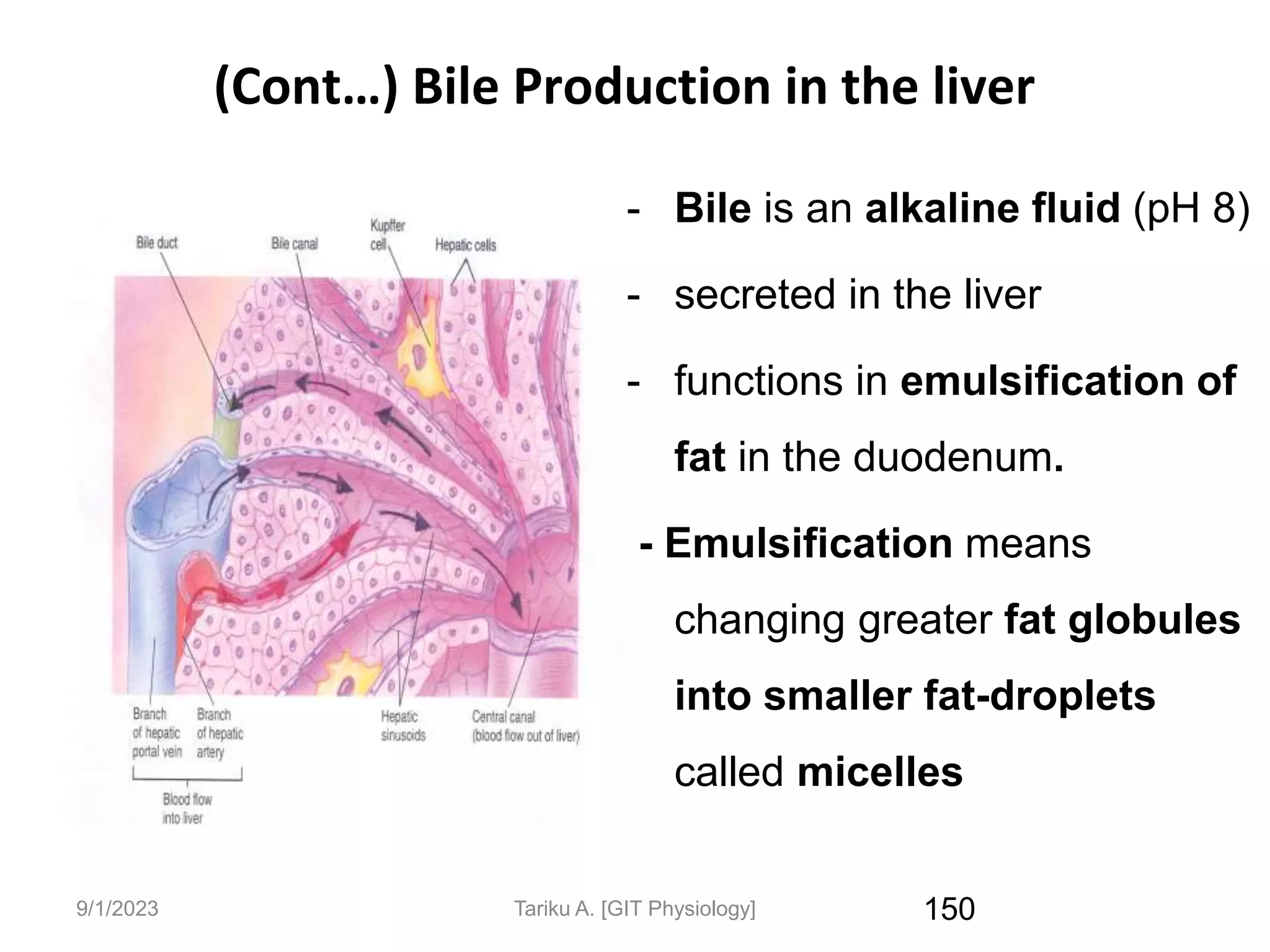 9/1/2023
(Cont…) Bile Production in the liver
- Bile is an alkaline fluid (pH 8)
- secreted in the liver
- functions in emulsification of
fat in the duodenum.
- Emulsification means
changing greater fat globules
into smaller fat-droplets
called micelles
150
Tariku A. [GIT Physiology]
 
