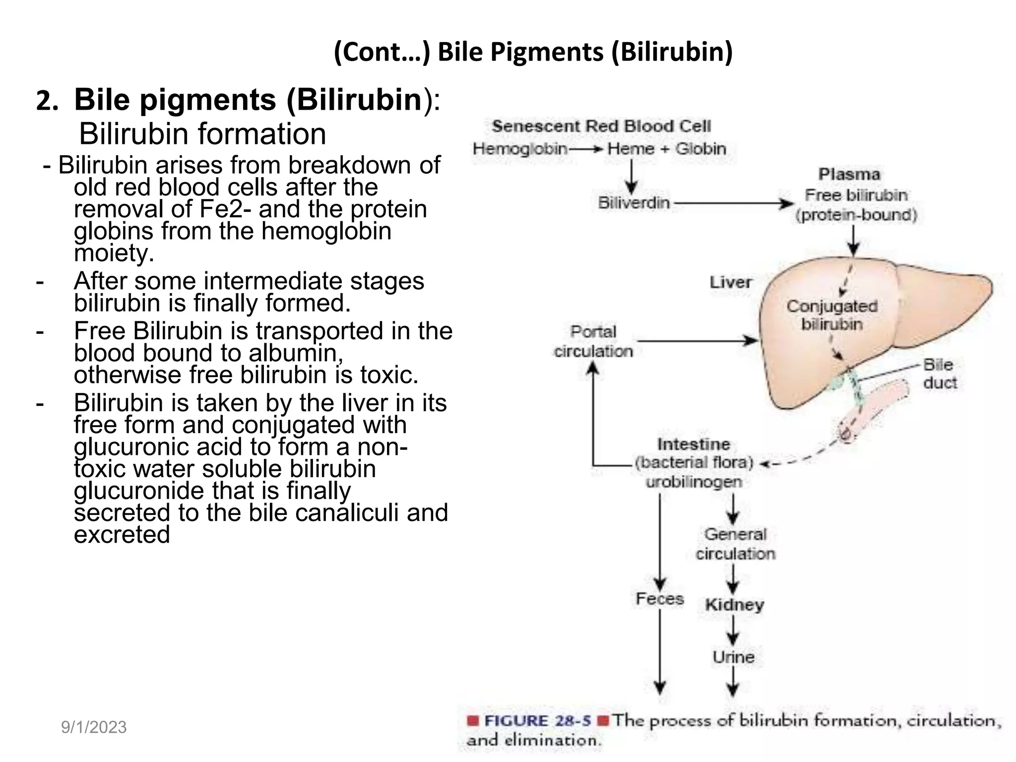 9/1/2023
(Cont…) Bile Pigments (Bilirubin)
2. Bile pigments (Bilirubin):
Bilirubin formation
- Bilirubin arises from breakdown of
old red blood cells after the
removal of Fe2- and the protein
globins from the hemoglobin
moiety.
- After some intermediate stages
bilirubin is finally formed.
- Free Bilirubin is transported in the
blood bound to albumin,
otherwise free bilirubin is toxic.
- Bilirubin is taken by the liver in its
free form and conjugated with
glucuronic acid to form a non-
toxic water soluble bilirubin
glucuronide that is finally
secreted to the bile canaliculi and
excreted
159
 