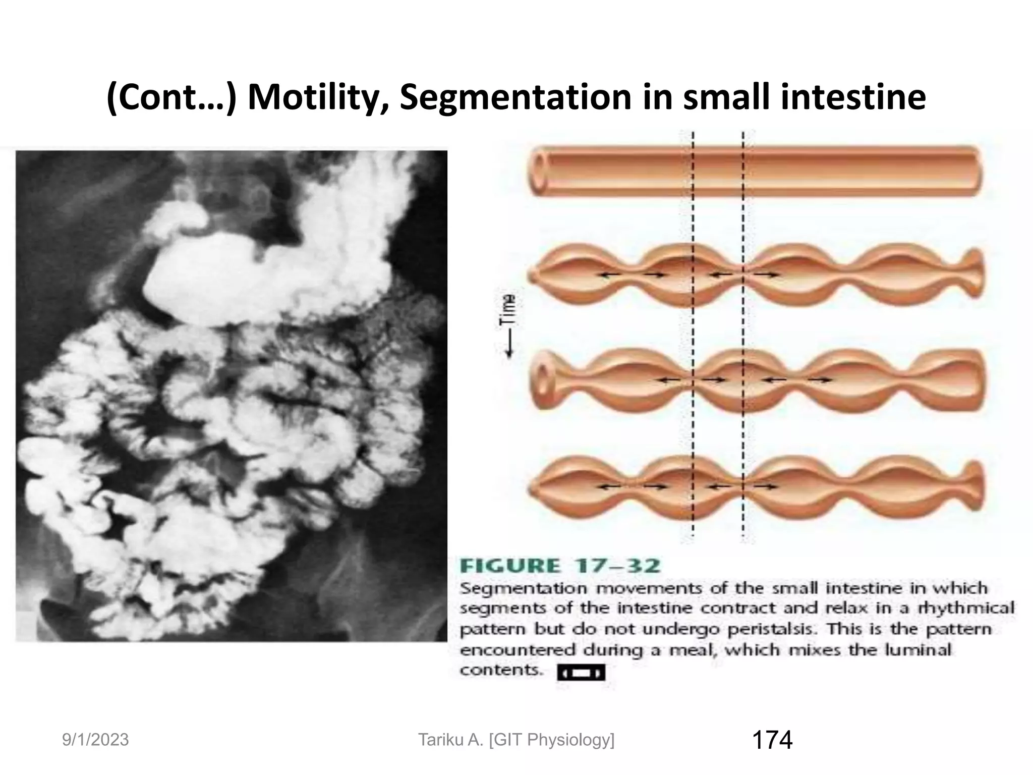 9/1/2023
(Cont…) Motility, Segmentation in small intestine
174
Tariku A. [GIT Physiology]
 