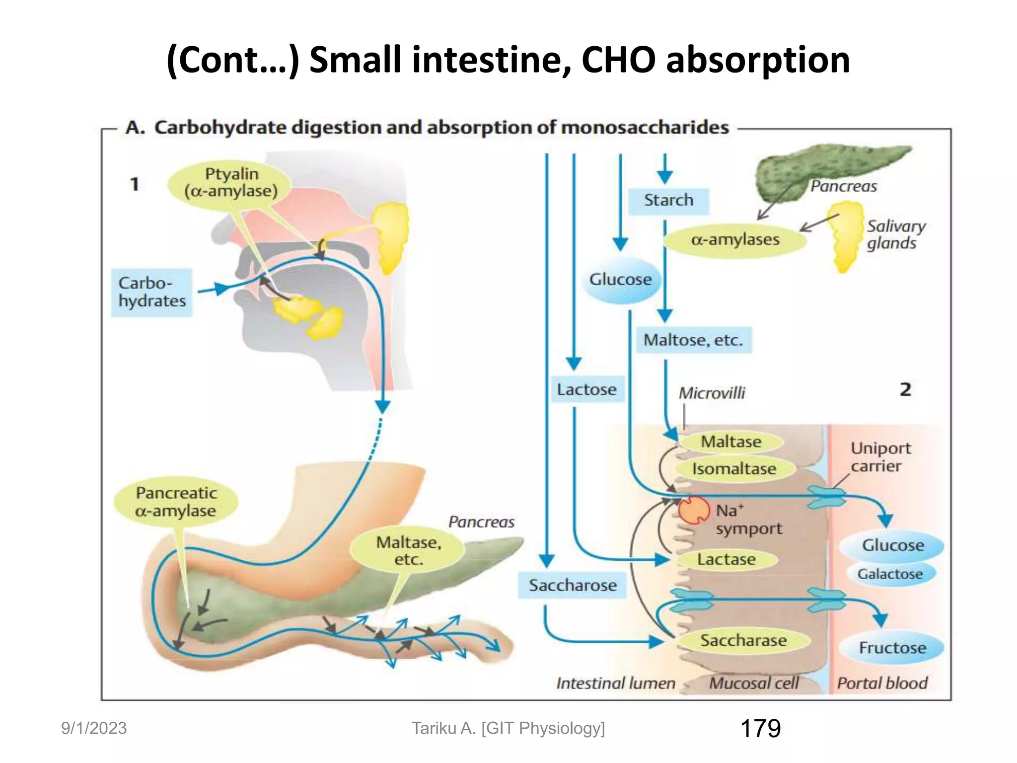 9/1/2023
(Cont…) Small intestine, CHO absorption
179
Tariku A. [GIT Physiology]
 