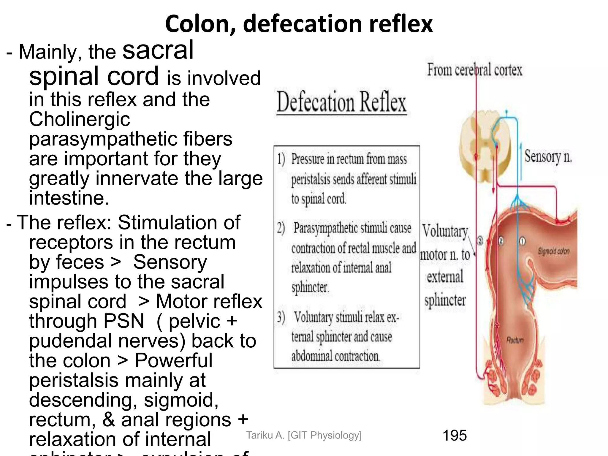 Colon, defecation reflex
- Mainly, the sacral
spinal cord is involved
in this reflex and the
Cholinergic
parasympathetic fibers
are important for they
greatly innervate the large
intestine.
- The reflex: Stimulation of
receptors in the rectum
by feces > Sensory
impulses to the sacral
spinal cord > Motor reflex
through PSN ( pelvic +
pudendal nerves) back to
the colon > Powerful
peristalsis mainly at
descending, sigmoid,
rectum, & anal regions +
relaxation of internal 195
Tariku A. [GIT Physiology]
 