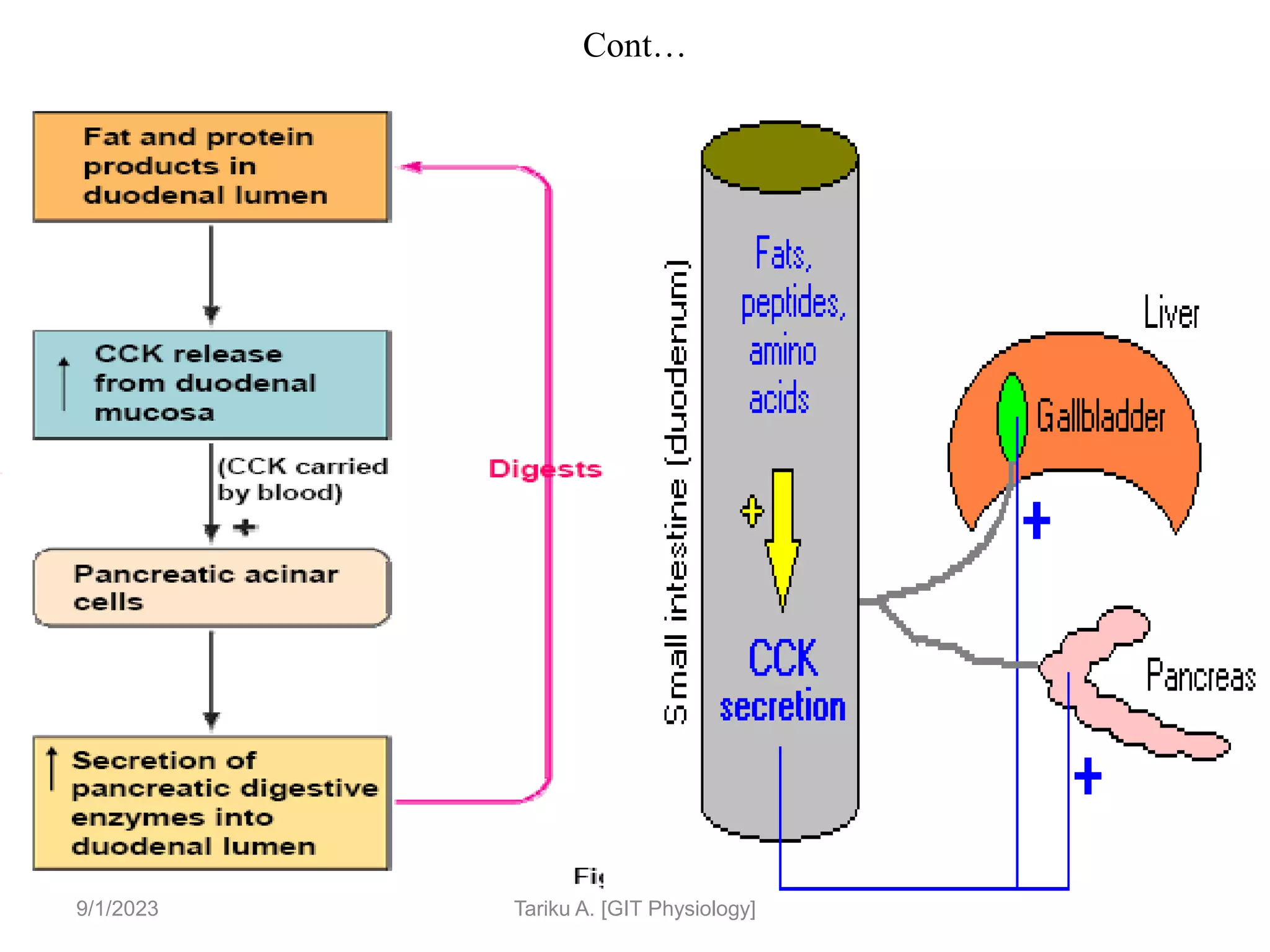 48
Cont…
Fig 15
9/1/2023 Tariku A. [GIT Physiology]
 