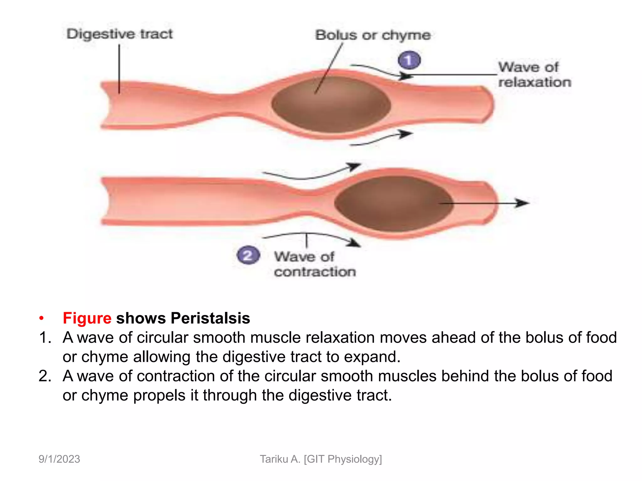 9/1/2023 Tariku A. [GIT Physiology]
• Figure shows Peristalsis
1. A wave of circular smooth muscle relaxation moves ahead of the bolus of food
or chyme allowing the digestive tract to expand.
2. A wave of contraction of the circular smooth muscles behind the bolus of food
or chyme propels it through the digestive tract.
 