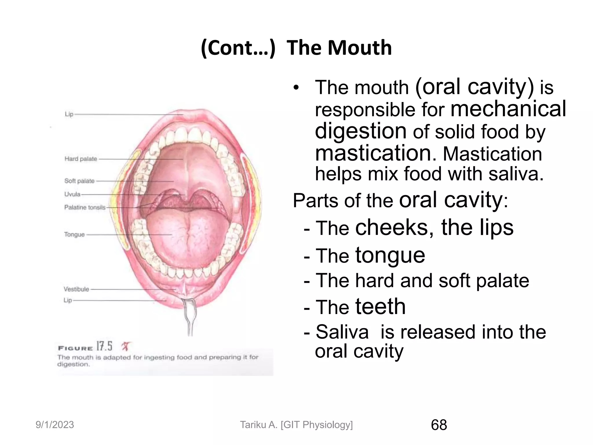 9/1/2023
(Cont…) The Mouth
• The mouth (oral cavity) is
responsible for mechanical
digestion of solid food by
mastication. Mastication
helps mix food with saliva.
Parts of the oral cavity:
- The cheeks, the lips
- The tongue
- The hard and soft palate
- The teeth
- Saliva is released into the
oral cavity
68
Tariku A. [GIT Physiology]
 