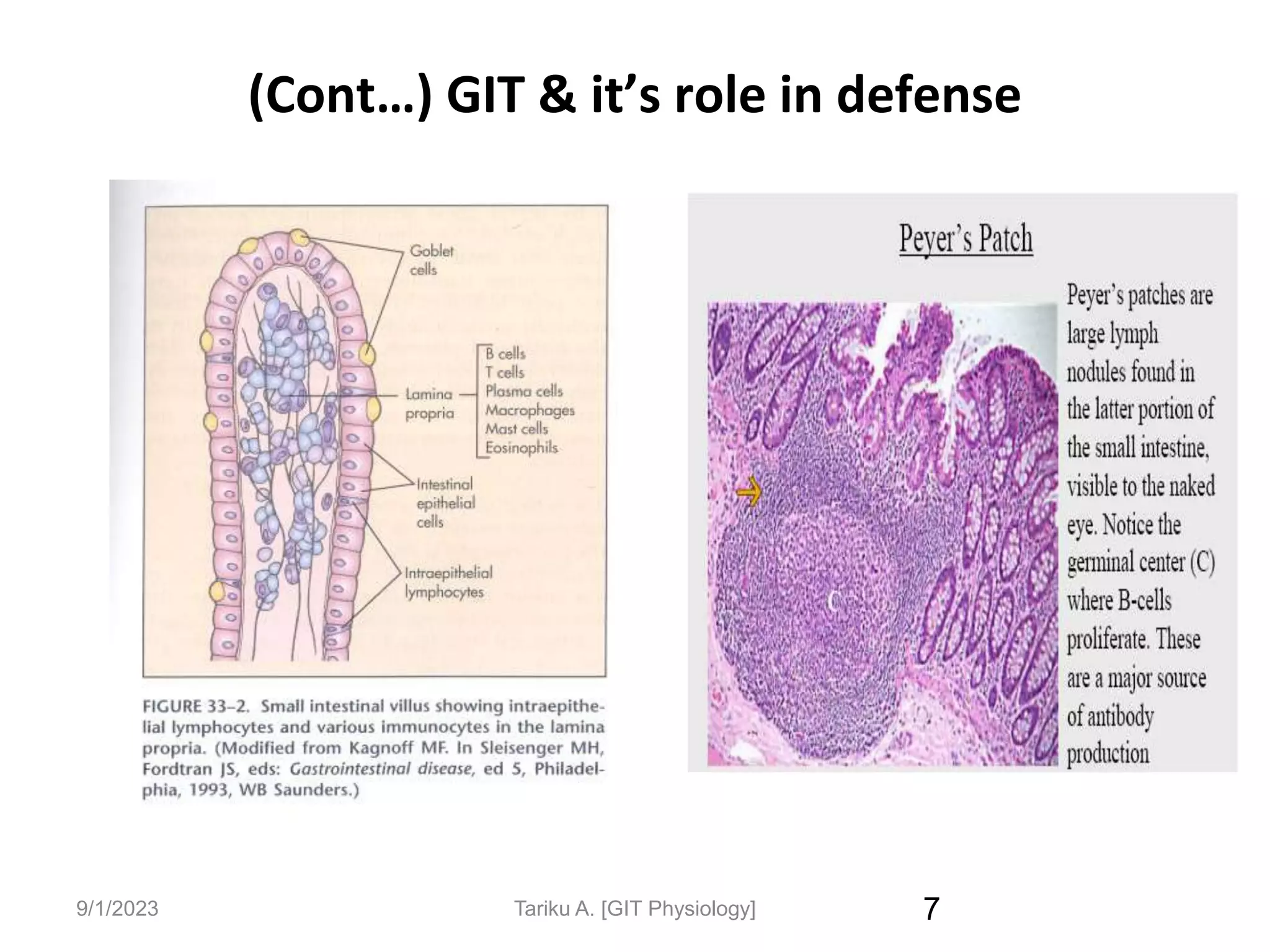 9/1/2023
(Cont…) GIT & it’s role in defense
7
Tariku A. [GIT Physiology]
 