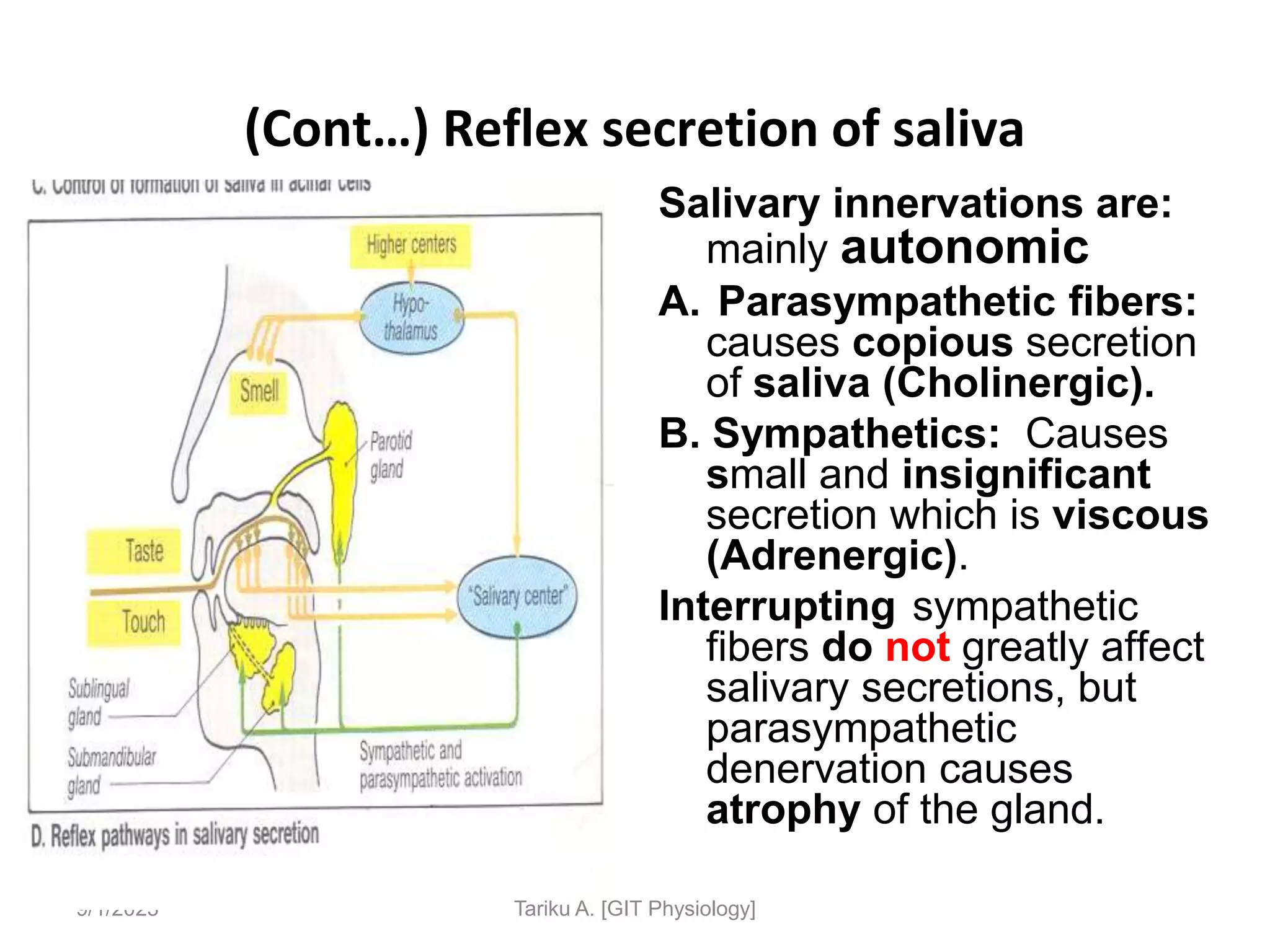 9/1/2023
(Cont…) Reflex secretion of saliva
Salivary innervations are:
mainly autonomic
A. Parasympathetic fibers:
causes copious secretion
of saliva (Cholinergic).
B. Sympathetics: Causes
small and insignificant
secretion which is viscous
(Adrenergic).
Interrupting sympathetic
fibers do not greatly affect
salivary secretions, but
parasympathetic
denervation causes
atrophy of the gland.
Tariku A. [GIT Physiology]
 
