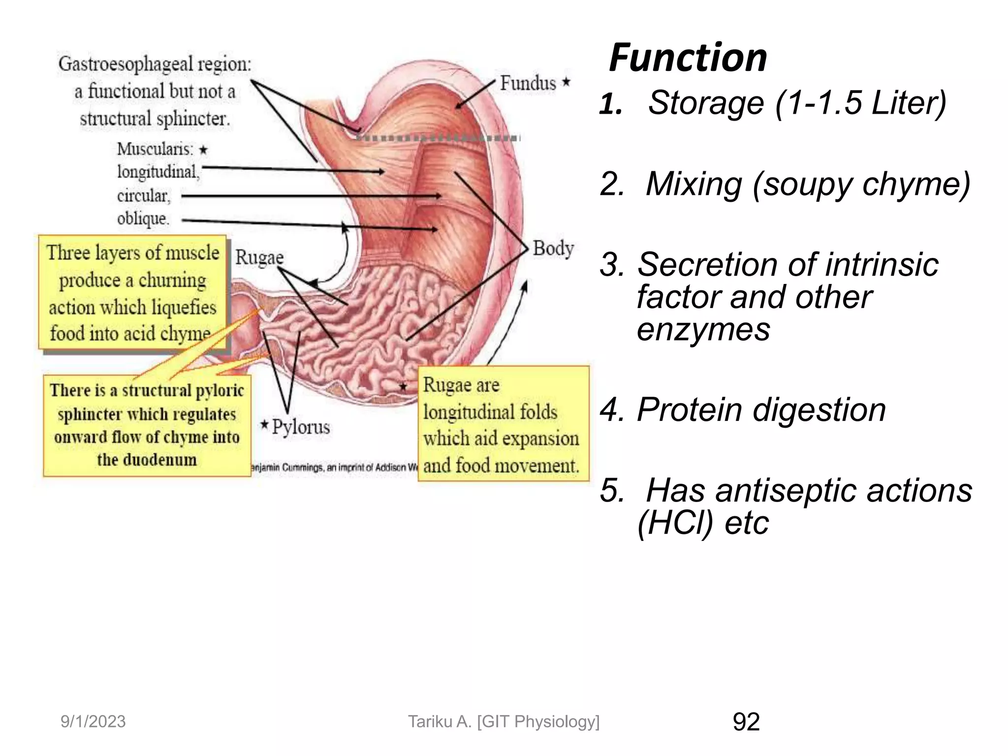 9/1/2023 92
Function
1. Storage (1-1.5 Liter)
2. Mixing (soupy chyme)
3. Secretion of intrinsic
factor and other
enzymes
4. Protein digestion
5. Has antiseptic actions
(HCl) etc
Tariku A. [GIT Physiology]
 