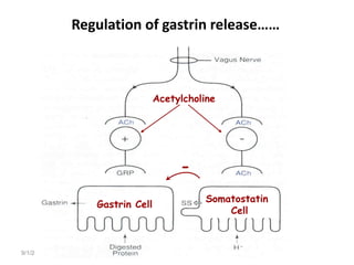 9/1/2023 Tariku A. [GIT Physiology]
Acetylcholine
Gastrin Cell
Somatostatin
Cell
-
Regulation of gastrin release……
 