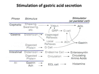 Stimulation of gastric acid secretion
 
