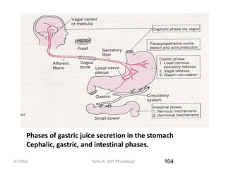 9/1/2023 104
Phases of gastric juice secretion in the stomach
Cephalic, gastric, and intestinal phases.
Tariku A. [GIT Physiology]
 