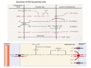 9/1/2023 108
Tariku A. [GIT Physiology]
Secretion of HCl by parietal cells
 