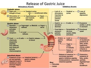 Release of Gastric Juice
 