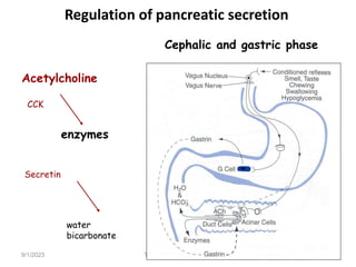 9/1/2023 Tariku A. [GIT Physiology]
Regulation of pancreatic secretion
Cephalic and gastric phase
Acetylcholine
CCK
enzymes
Secretin
water
bicarbonate
 