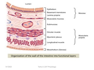 9/1/2023
Organization of the wall of the intestine into functional layers
Tariku A. [GIT Physiology]
 