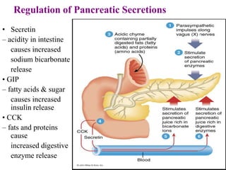 140
Regulation of Pancreatic Secretions
• Secretin
– acidity in intestine
causes increased
sodium bicarbonate
release
• GIP
– fatty acids & sugar
causes increased
insulin release
• CCK
– fats and proteins
cause
increased digestive
enzyme release
 