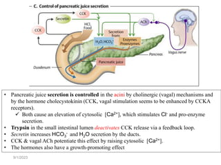 9/1/2023
• Pancreatic juice secretion is controlled in the acini by cholinergic (vagal) mechanisms and
by the hormone cholecystokinin (CCK, vagal stimulation seems to be enhanced by CCKA
receptors).
 Both cause an elevation of cytosolic [Ca2+], which stimulates Cl- and pro-enzyme
secretion.
• Trypsin in the small intestinal lumen deactivates CCK release via a feedback loop.
• Secretin increases HCO3
- and H2O secretion by the ducts.
• CCK & vagal ACh potentiate this effect by raising cytosolic [Ca2+].
• The hormones also have a growth-promoting effect
 