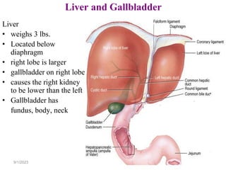 146
Liver and Gallbladder
Liver
• weighs 3 lbs.
• Located below
diaphragm
• right lobe is larger
• gallbladder on right lobe
• causes the right kidney
to be lower than the left
• Gallbladder has
fundus, body, neck
9/1/2023
 