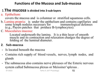 9/1/2023
Functions of the Mucosa and Sub-mucosa
1.The mucosa is divided into 3-sub-layers
a. Epithelium:
covers the mucosa and is columnar or stratified squamous cells.
b. Lamina propria: is under the epithelium and contains capillaries and
some lymph nodules necessary for immunological defenses
(e.g., Payers patches that produce B-lymphocytes).
C. Muscularies mucosa:
Located underneath the lamina. It is a thin layer of smooth
muscle and its contraction and relaxation changes the degree of
folding of the luminal diameter.
2. Sub-mucosa
- Is located beneath the mucosa
- Contains rich supply of blood vessels, nerves, lymph nodes, and
glands
- The submucosa also contains nerve plexuses of the Enteric nervous
system called Submucosa plexus or Meissiner’splexus .
15
Tariku A. [GIT Physiology]
 