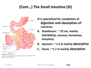 9/1/2023
(Cont…) The Small intestine (SI)
SI is specialized for completion of
digestion and absorption of
nutrients.
A. Duodenum: ~ 25 cm, mainly
secretory, mucous, hormones,
enzymes)
B. Jejunum : ~1.5 m mainly absorptive
C. Ileum : ~1.7 m mainly absorptive
166
Tariku A. [GIT Physiology]
 
