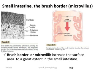9/1/2023
Small intestine, the brush border (microvillus)
Brush border or microvilli: increase the surface
area to a great extent in the small intestine
168
Tariku A. [GIT Physiology]
 