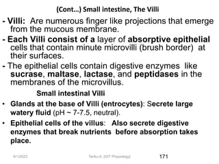 9/1/2023
(Cont…) Small intestine, The Villi
- Villi: Are numerous finger like projections that emerge
from the mucous membrane.
- Each Villi consist of a layer of absorptive epithelial
cells that contain minute microvilli (brush border) at
their surfaces.
- The epithelial cells contain digestive enzymes like
sucrase, maltase, lactase, and peptidases in the
membranes of the microvillus.
Small intestinal Villi
• Glands at the base of Villi (entrocytes): Secrete large
watery fluid (pH ~ 7-7.5, neutral).
• Epithelial cells of the villus: Also secrete digestive
enzymes that break nutrients before absorption takes
place.
171
Tariku A. [GIT Physiology]
 