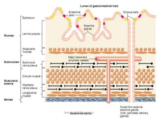 9/1/2023 18
Tariku A. [GIT Physiology]
 