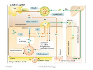 9/1/2023 Tariku A. [GIT Physiology]
 