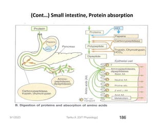 9/1/2023
(Cont…) Small intestine, Protein absorption
186
Tariku A. [GIT Physiology]
 
