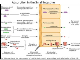 188
Absorption in the Small Intestine
 