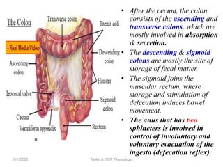 9/1/2023
• After the cecum, the colon
consists of the ascending and
transverse colons, which are
mostly involved in absorption
& secretion.
• The descending & sigmoid
colons are mostly the site of
storage of fecal matter.
• The sigmoid joins the
muscular rectum, where
storage and stimulation of
defecation induces bowel
movement.
• The anus that has two
sphincters is involved in
control of involuntary and
voluntary evacuation of the
ingesta (defecation reflex).
Tariku A. [GIT Physiology]
 