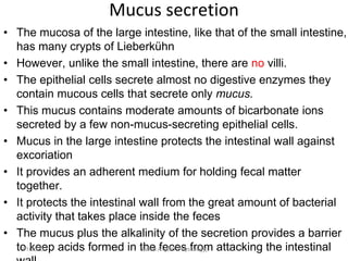 Mucus secretion
• The mucosa of the large intestine, like that of the small intestine,
has many crypts of Lieberkühn
• However, unlike the small intestine, there are no villi.
• The epithelial cells secrete almost no digestive enzymes they
contain mucous cells that secrete only mucus.
• This mucus contains moderate amounts of bicarbonate ions
secreted by a few non-mucus-secreting epithelial cells.
• Mucus in the large intestine protects the intestinal wall against
excoriation
• It provides an adherent medium for holding fecal matter
together.
• It protects the intestinal wall from the great amount of bacterial
activity that takes place inside the feces
• The mucus plus the alkalinity of the secretion provides a barrier
to keep acids formed in the feces from attacking the intestinal
9/1/2023 Tariku A. [GIT Physiology]
 