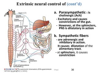 9/1/2023
Extrinsic neural control of (cont’d)
a. Parasympathetic : is
cholinergic (Ach)
- Excitatory and causes
constrictions of the gut.
- However, at the sphincters,
PNS is dilatatory in action
b. Sympathetic fibers
- are adrenergic and
inhibitory in action.
It causes dilatation of the
alimentary tract.
- at sphincters, it causes
constriction
36
Tariku A. [GIT Physiology]
 