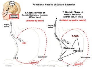 44
G
gastrin
circulation
HCl
vagus
nerve
FOOD
Distension
Peptides
2. Gastric Phase of
Gastric Secretion
(approx 60% of total)
(initiated by gastric events)
G
gastrin
circulation
HCl
vagus
nerve
1. Cephalic Phase of
Gastric Secretion (approx.
30% of total)
(initiated by brain)
Functional Phases of Gastric Secretion
9/1/2023 Tariku A. [GIT Physiology]
 