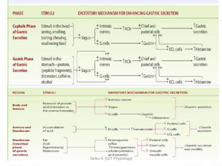 9/1/2023 45
Tariku A. [GIT Physiology]
 