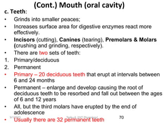 9/1/2023
(Cont.) Mouth (oral cavity)
c. Teeth:
• Grinds into smaller peaces;
• Increases surface area for digestive enzymes react more
effectively.
• Incisors (cutting), Canines (tearing), Premolars & Molars
(crushing and grinding, respectively).
• There are two sets of teeth:
1. Primary/deciduous
2. Permanent
• Primary – 20 deciduous teeth that erupt at intervals between
6 and 24 months
• Permanent – enlarge and develop causing the root of
deciduous teeth to be resorbed and fall out between the ages
of 6 and 12 years
• All, but the third molars have erupted by the end of
adolescence
• Usually there are 32 permanent teeth 70
Tariku A. [GIT Physiology]
 