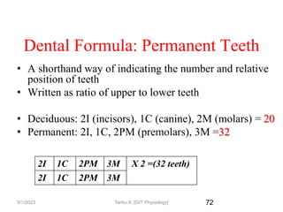 72
Dental Formula: Permanent Teeth
• A shorthand way of indicating the number and relative
position of teeth
• Written as ratio of upper to lower teeth
• Deciduous: 2I (incisors), 1C (canine), 2M (molars) = 20
• Permanent: 2I, 1C, 2PM (premolars), 3M =32
2I 1C 2PM 3M X 2 =(32 teeth)
2I 1C 2PM 3M
9/1/2023 Tariku A. [GIT Physiology]
 