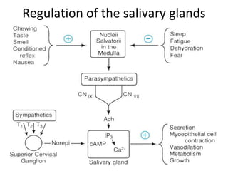 9/1/2023
Regulation of the salivary glands
system.
81
 