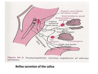 Reflex secretion of the saliva
 