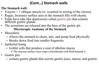 (Cont…) Stomach walls
The Stomach wall:
• 4-layers + 1 oblique muscle (is essential in mixing of the chyme)
• Rugae, Increases surface area as the stomach fills with chyme.
• Folds have tube like depressions called gastric pits that contain
different gastric glands.
• The secretions are released into the base of the gastric pit.
Microscopic Anatomy of the Stomach
• Muscularis
– Allows the stomach to churn, mix, and pump food physically
– Breaks down food into smaller fragments
• Epithelial lining
– Goblet cells that produce a coat of alkaline mucus
The mucous surface layer traps a bicarbonate-rich fluid beneath it
• Gastric pits
– contain gastric glands that secrete gastric juice, mucus, and gastrin
 