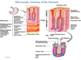 94
Microscopic Anatomy of the Stomach
Figure 23.15
9/1/2023
 
